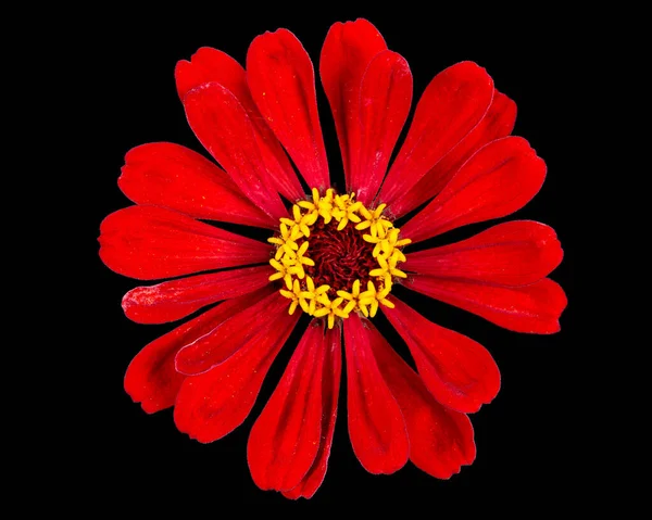 Zinyanın kırmızı çiçeği, siyah arkaplanda izole edilmiş.