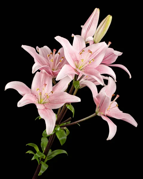 Pembe zambak çiçeği, siyah arka planda izole edilmiş.