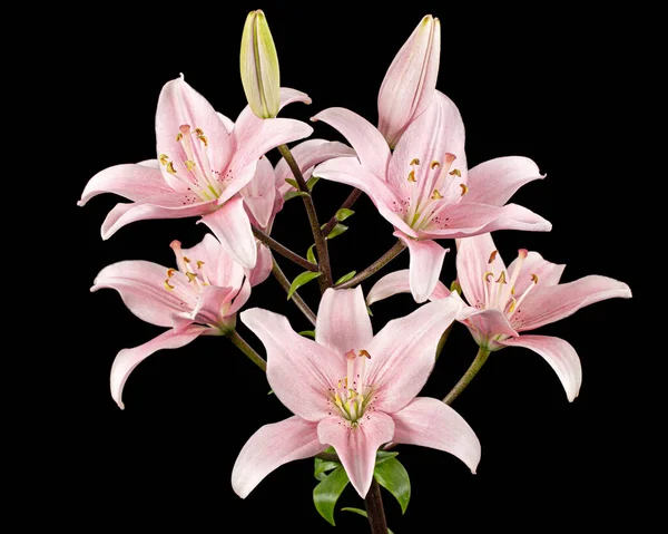 Pembe zambak çiçeği, siyah arka planda izole edilmiş.