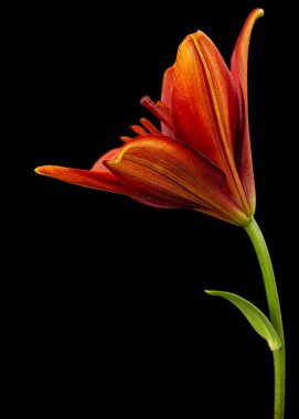 Siyah arka planda izole edilmiş zambak koyu kırmızı çiçeği.