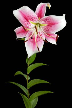 Siyah arka planda izole edilmiş, büyük beyaz-pembe zambak çiçeği.