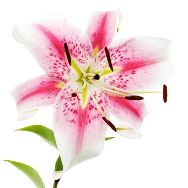 Beyaz arka planda izole edilmiş, büyük beyaz-pembe zambak çiçeği.