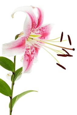 Beyaz arka planda izole edilmiş, büyük beyaz-pembe zambak çiçeği.