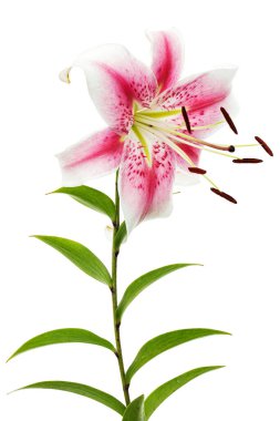 Beyaz arka planda izole edilmiş, büyük beyaz-pembe zambak çiçeği.