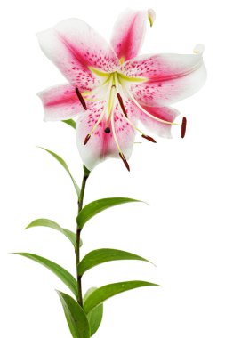 Beyaz arka planda izole edilmiş, büyük beyaz-pembe zambak çiçeği.