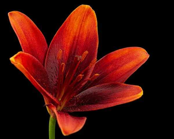 Mörk Vinröd Blomma Lilja Isolerad Svart Bakgrund — Stockfoto