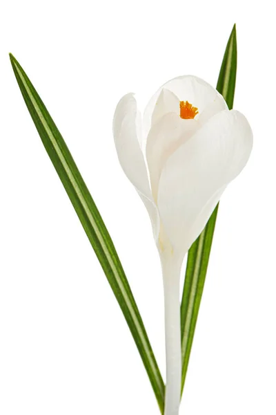 Fehér Virág Crocus Elszigetelt Fehér Háttér — Stock Fotó