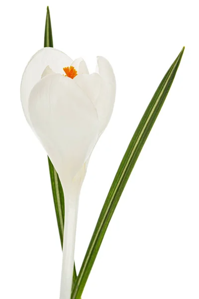 Weiße Krokusblüte Isoliert Auf Weißem Hintergrund — Stockfoto