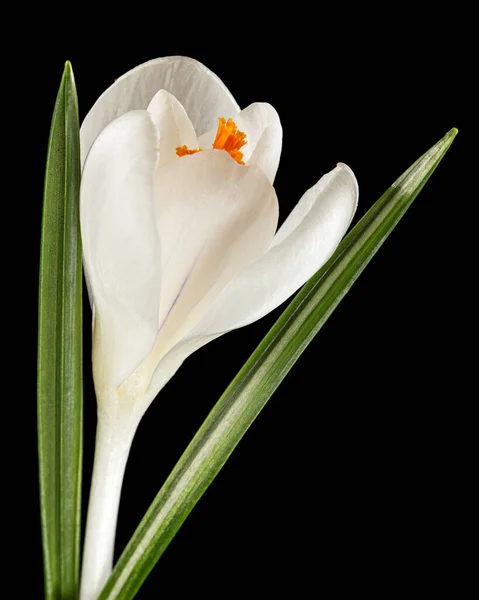 Fiore Bianco Croco Isolato Sfondo Nero — Foto Stock
