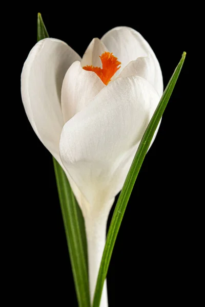 Flor Blanca Azafrán Aislada Sobre Fondo Negro — Foto de Stock