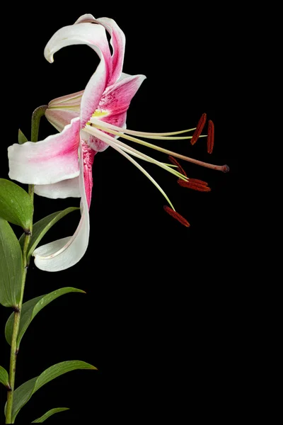 Grande Fleur Lis Rose Blanc Isolée Sur Fond Noir — Photo