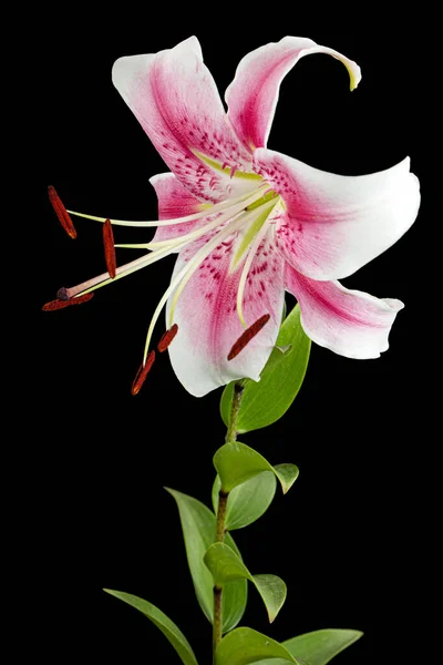 大きな白いピンク色のユリの花 黒の背景に隔離された — ストック写真