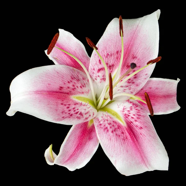 Siyah Arka Planda Izole Edilmiş Büyük Beyaz Pembe Zambak Çiçeği — Stok fotoğraf