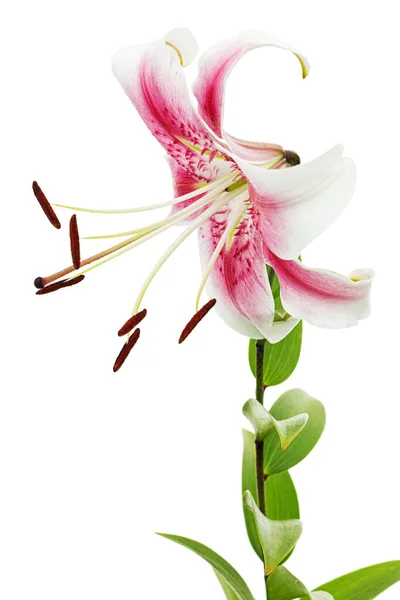 Большой Бело Розовый Цветок Лилии Изолированный Белом Фоне — стоковое фото
