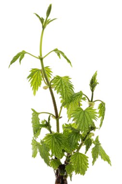 Genç yeşil hop yaprakları, beyaz arka planda izole