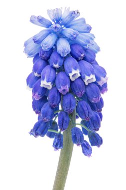 Beyaz arkaplanda yalıtılmış muscari çiçeği