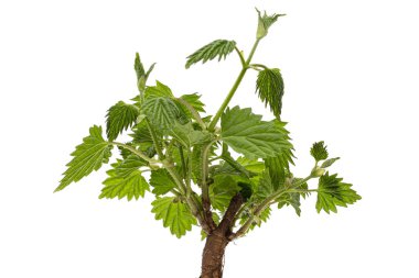 Genç yeşil hop yaprakları, beyaz arka planda izole