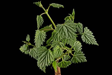 Genç yeşil hop yaprakları, siyah arka planda izole.