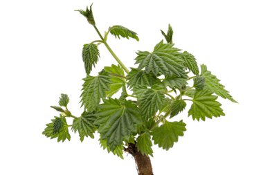 Genç yeşil hop yaprakları, beyaz arka planda izole