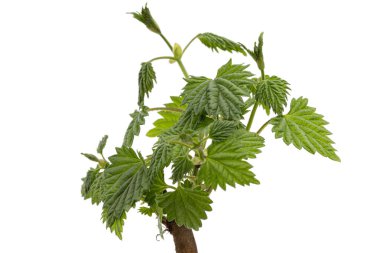 Genç yeşil hop yaprakları, beyaz arka planda izole