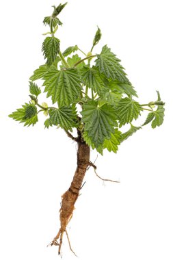 Yeşil yaprakları ve kökleri olan, beyaz arka planda izole genç hop filizi.