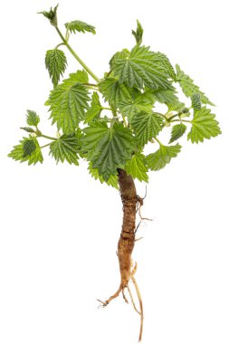 Yeşil yaprakları ve kökleri olan, beyaz arka planda izole genç hop filizi.