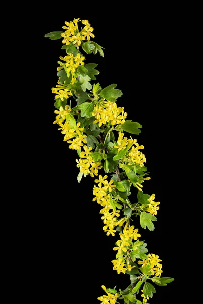 黒の背景に隔離された花や葉を持つ黒いカランの若い小枝 — ストック写真