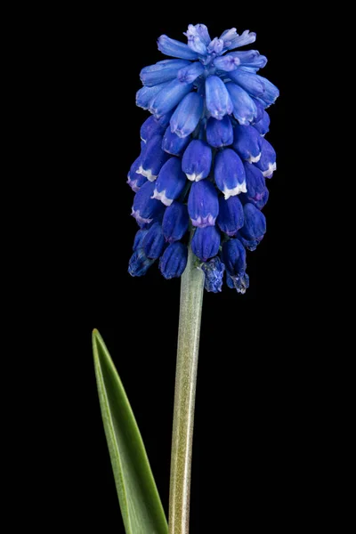 Flor Muscari Aislada Sobre Fondo Negro —  Fotos de Stock