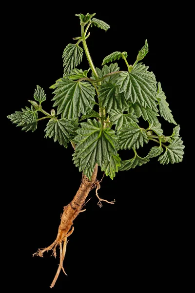 Junger Hopfenkeim Mit Grünen Blättern Und Wurzeln Isoliert Auf Schwarzem — Stockfoto