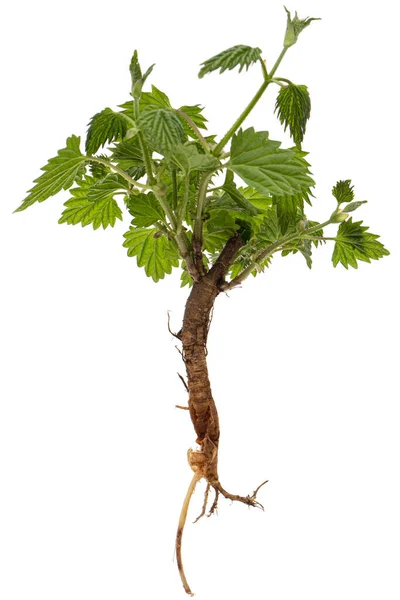 Junger Hopfenkeim Mit Grünen Blättern Und Wurzel Isoliert Auf Weißem — Stockfoto