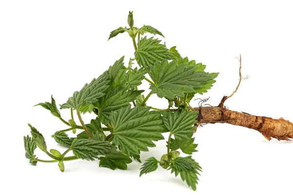 Junger Hopfenkeim Mit Grünen Blättern Und Wurzel Isoliert Auf Weißem — Stockfoto