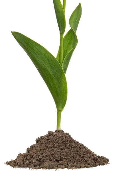 Зеленые Листья Цветка Тюльпана Растущие Кучи Почвы Изолированные Белом Фоне — стоковое фото