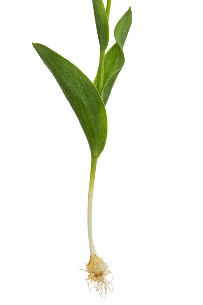 Лампочка Коріння Зелене Листя Квітки Тюльпанів Ізольовані Білому Тлі — стокове фото