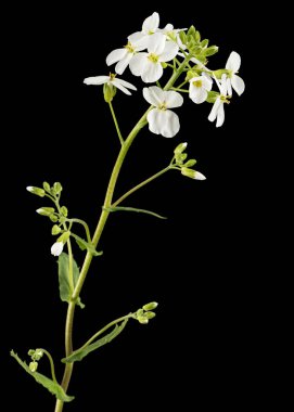 Arap çiçekleri, siyah arkaplanda izole.