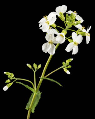 Arap çiçekleri, siyah arkaplanda izole.