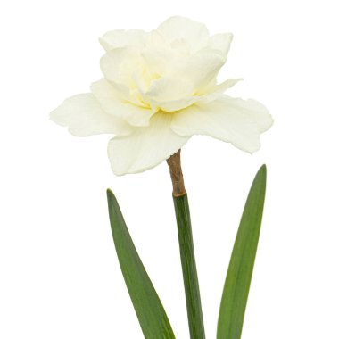 Hafif kremalı nergis çiçeği, narsislerin çiçeği, beyaz arka planda izole edilmiş.