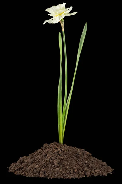 ダフォジルの花光クリーミー花 ナルシスの花 土壌のヒープから成長し 黒の背景に隔離された — ストック写真