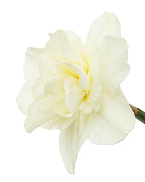 Светло Кремовый Цветок Нарцисса Цветок Нарцисса Выделенный Белом Фоне — стоковое фото