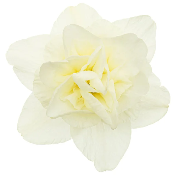 Světle Krémová Narcis Květina Květ Narcisu Izolované Bílém Pozadí — Stock fotografie