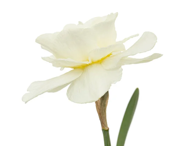 Lekko Kremowy Kwiat Żonkila Kwiat Narcyza Izolowany Białym Tle — Zdjęcie stockowe