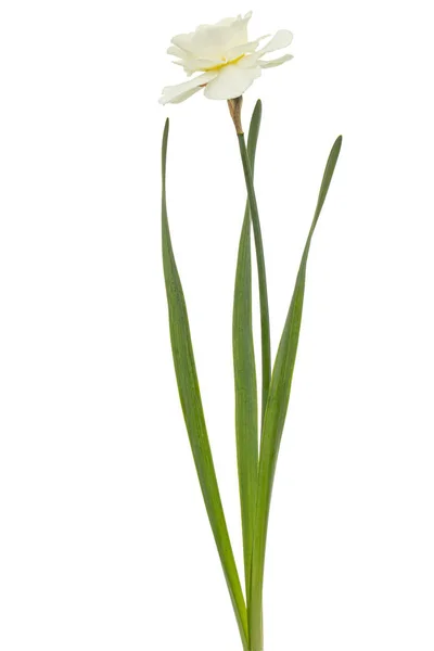 Ljus Krämig Påsklilja Blomma Blomma Narcissus Isolerad Vit Bakgrund — Stockfoto
