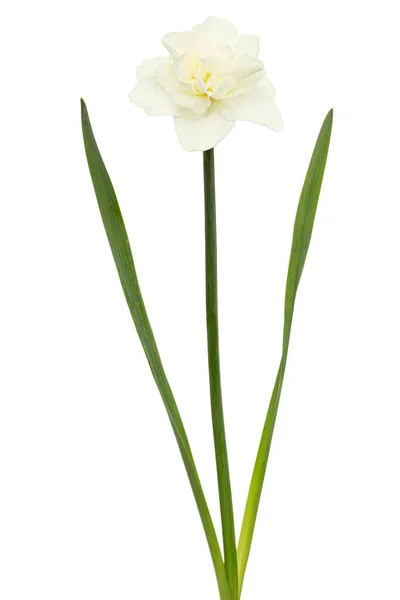 Licht Romige Narcis Bloem Bloem Van Narcissen Geïsoleerd Witte Achtergrond — Stockfoto