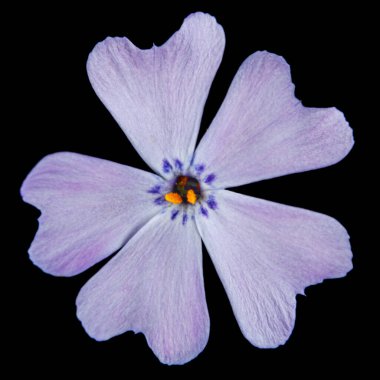 Plox subulte 'den leylak çiçeği, siyah arka planda izole edilmiş.