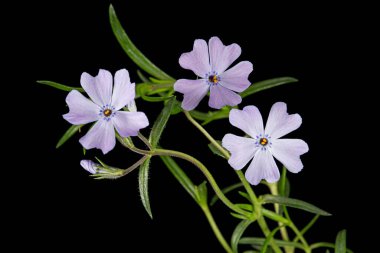 Plox subulte 'den leylak çiçekleri, siyah arkaplanda izole.