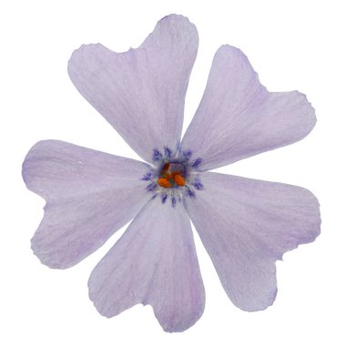 Beyaz arkaplanda yalıtılmış fenomen çiçekleri.