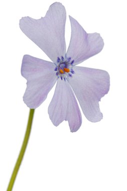 Beyaz arkaplanda yalıtılmış fenomen çiçekleri.