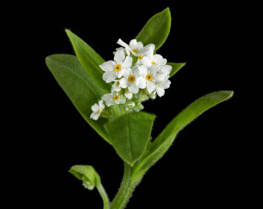 Unutulmayan beyaz çiçekler (Myosotis arvensis), siyah arkaplanda izole edilmiş.