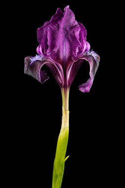 Siyah arka planda izole edilmiş cüce sakallı irisin Burgundy-mor çiçeği.