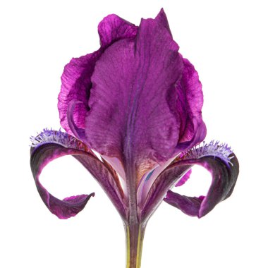 Beyaz arka planda izole edilmiş cüce sakallı irisin Burgundy-mor çiçeği