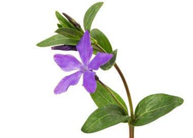 Menekşe menekşesi, lattır. Vinca, beyaz arkaplanda izole